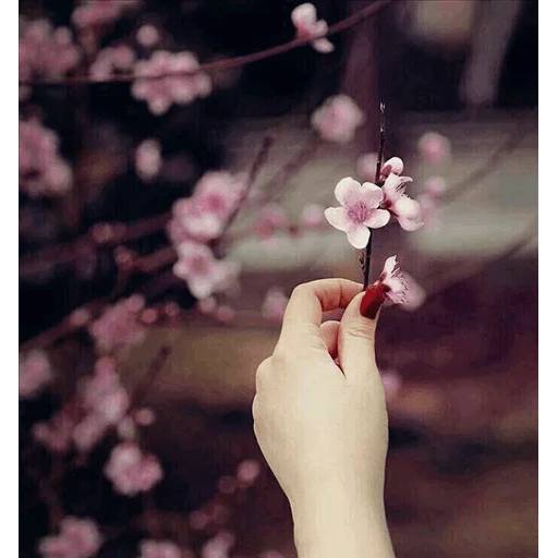 Набор стикеров Best Flowers 2 для WhatsApp 30