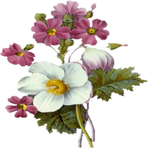 Набор стикеров Flowers 7 для WhatsApp 23