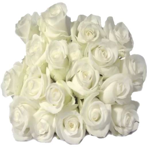 Набор стикеров Flowers 7 для WhatsApp 30