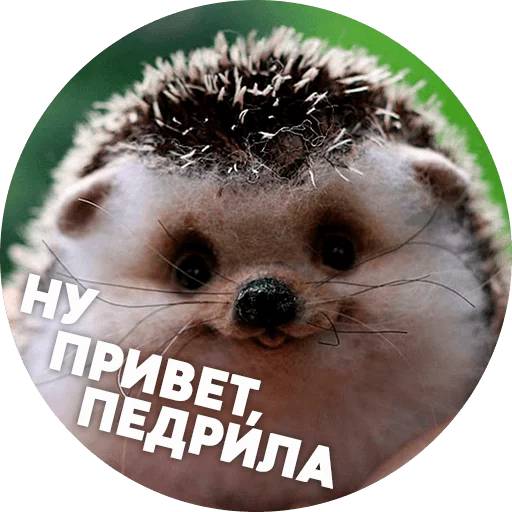 Набор стикеров Упоротые ёжики для WhatsApp 1