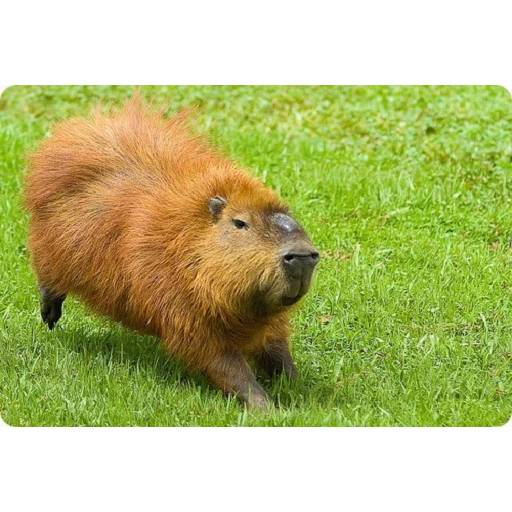 Набор стикеров Капибара №12 для WhatsApp 1