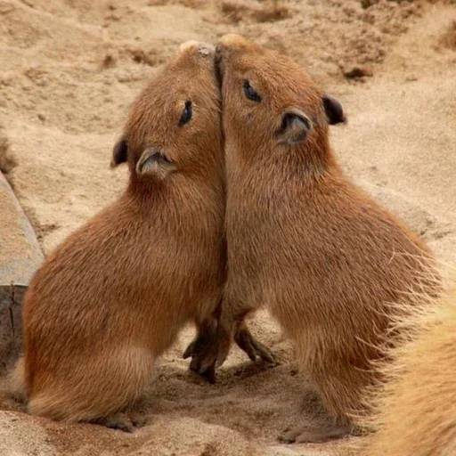 Набор стикеров Капибара №16 для WhatsApp 9