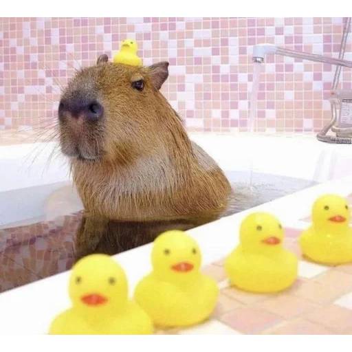 Набор стикеров Капибара №19 для WhatsApp 4