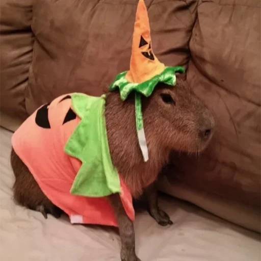 Набор стикеров Капибара №19 для WhatsApp 8