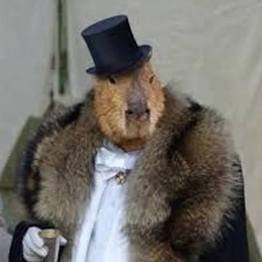 Набор стикеров Капибара №6 для WhatsApp 5