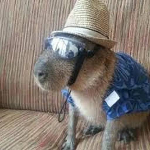 Набор стикеров Капибара №6 для WhatsApp 6