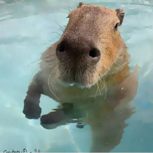 Набор стикеров Капибара №8 для WhatsApp 1