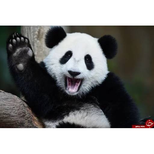 Набор стикеров с Пандой №6 для WhatsApp 20