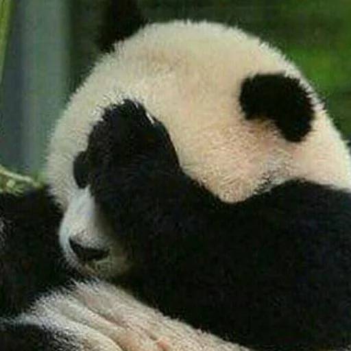 Набор стикеров с Пандой №6 для WhatsApp 21