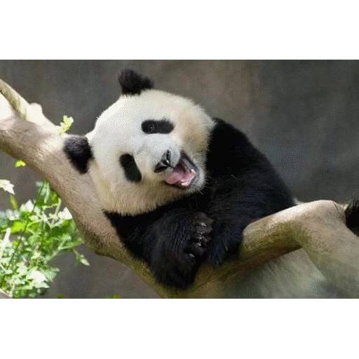 Набор стикеров с Пандой №6 для WhatsApp 22