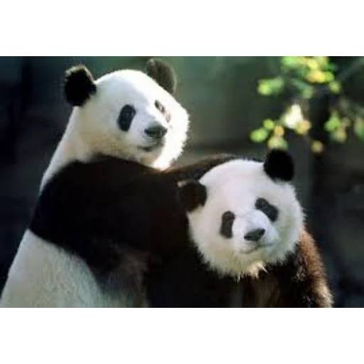 Набор стикеров с Пандой №6 для WhatsApp 23