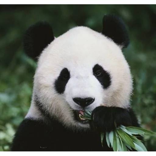 Набор стикеров с Пандой №6 для WhatsApp 25