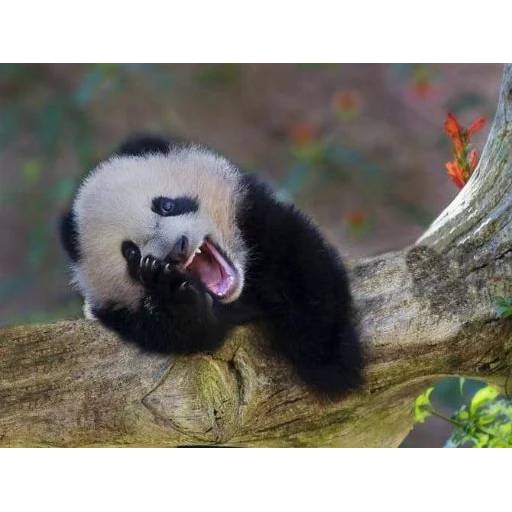 Набор стикеров с Пандой №6 для WhatsApp 26