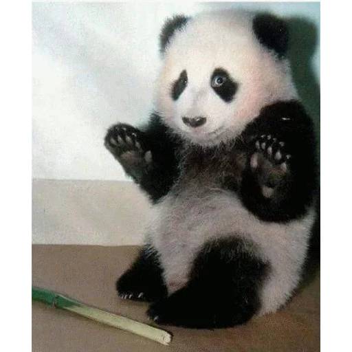 Набор стикеров с Пандой №6 для WhatsApp 28