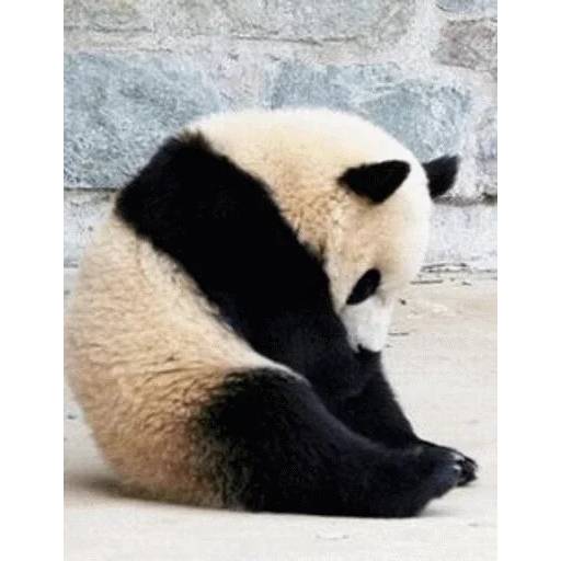 Набор стикеров с Пандой №6 для WhatsApp 29