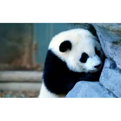 Набор стикеров с Пандой №6 для WhatsApp 30