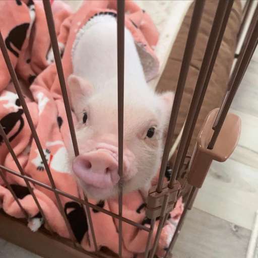 Набор стикеров BeBe Pig #1 для WhatsApp 1