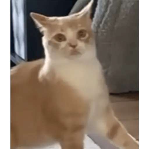 Набор стикеров gatitos3 для WhatsApp 1
