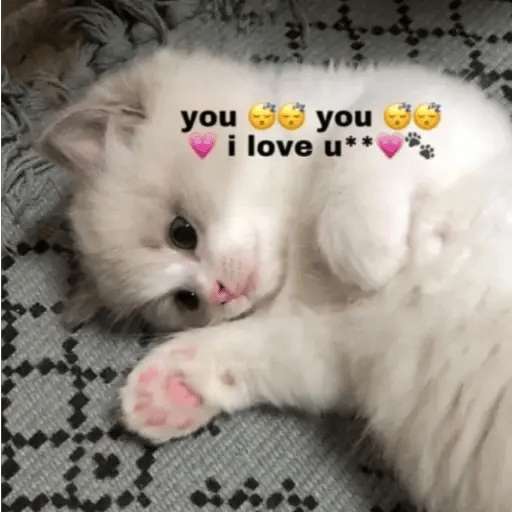 Набор стикеров kitty love ♡ для WhatsApp 1