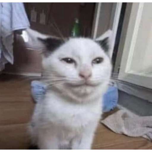 Набор стикеров cursed cat для WhatsApp 1