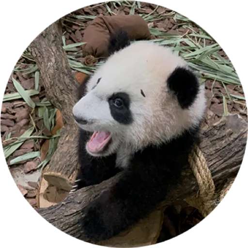 Набор стикеров Mandai - Say it with Le Le! ✨ для WhatsApp 10