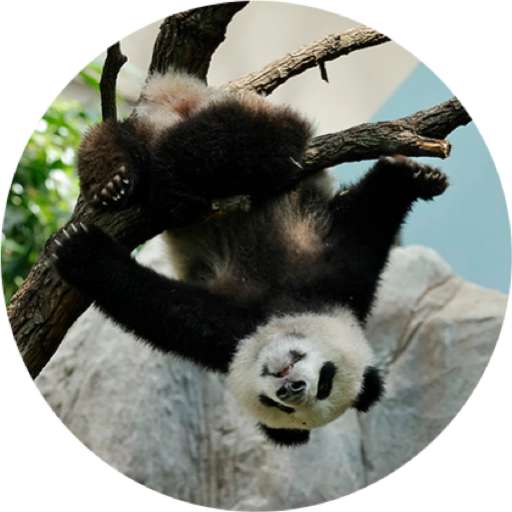 Набор стикеров Mandai - Say it with Le Le! ✨ для WhatsApp 11