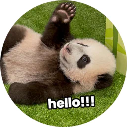 Набор стикеров Mandai - Say it with Le Le! ✨ для WhatsApp 12