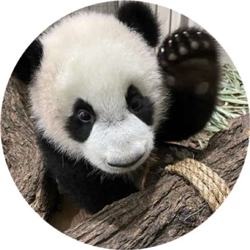 Набор стикеров Mandai - Say it with Le Le! ✨ для WhatsApp 13