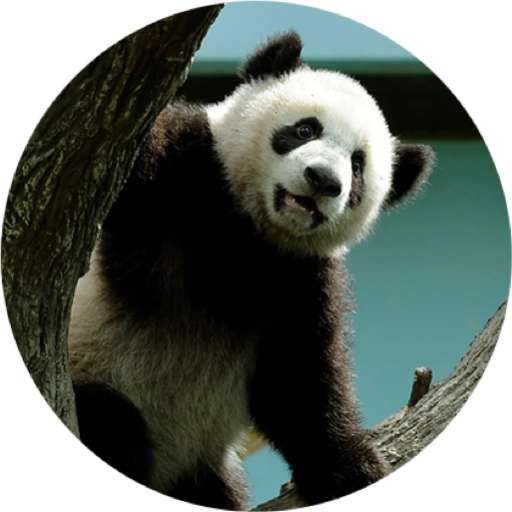 Набор стикеров Mandai - Say it with Le Le! ✨ для WhatsApp 14