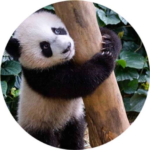 Набор стикеров Mandai - Say it with Le Le! ✨ для WhatsApp 15