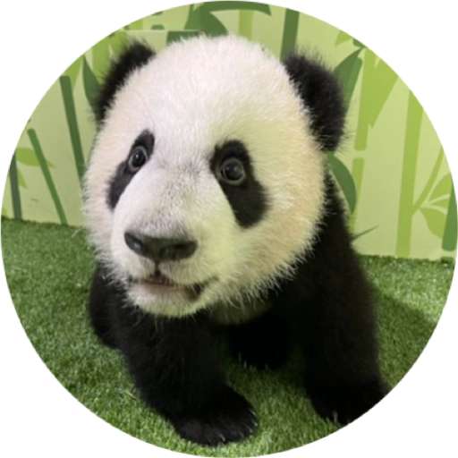 Набор стикеров Mandai - Say it with Le Le! ✨ для WhatsApp 16