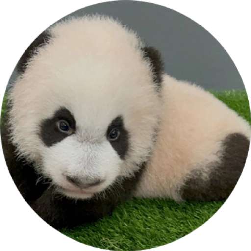 Набор стикеров Mandai - Say it with Le Le! ✨ для WhatsApp 17