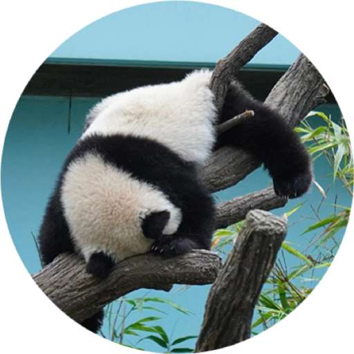 Набор стикеров Mandai - Say it with Le Le! ✨ для WhatsApp 19