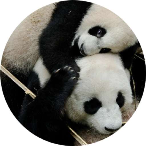 Набор стикеров Mandai - Say it with Le Le! ✨ для WhatsApp 2