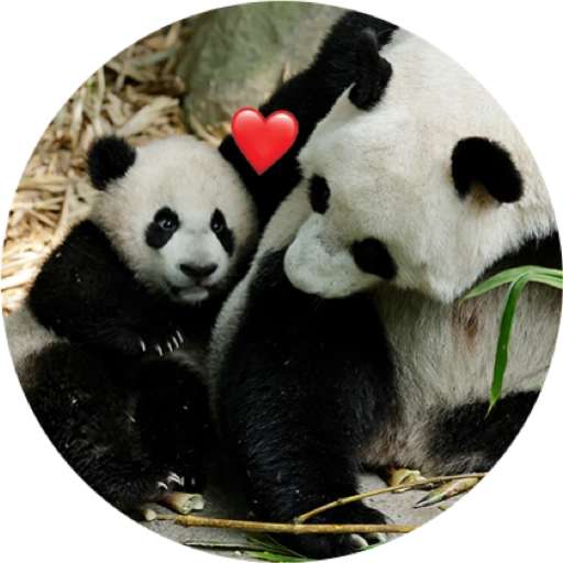 Набор стикеров Mandai - Say it with Le Le! ✨ для WhatsApp 20