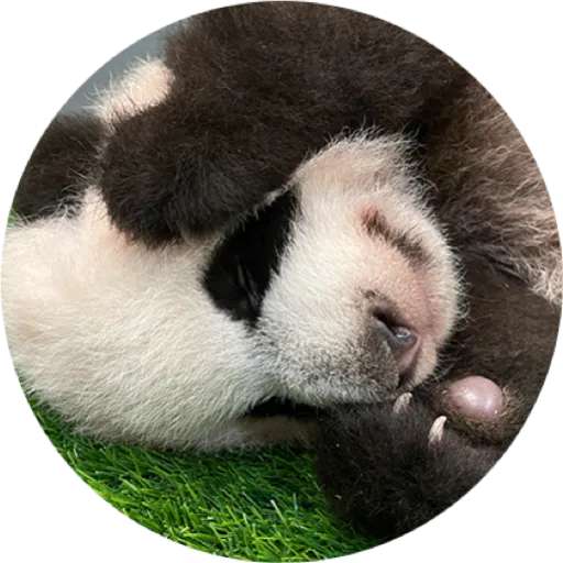 Набор стикеров Mandai - Say it with Le Le! ✨ для WhatsApp 21