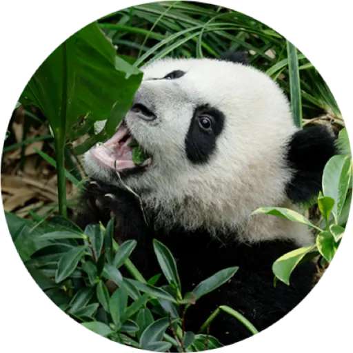 Набор стикеров Mandai - Say it with Le Le! ✨ для WhatsApp 22