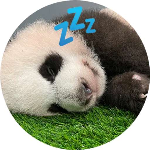 Набор стикеров Mandai - Say it with Le Le! ✨ для WhatsApp 23