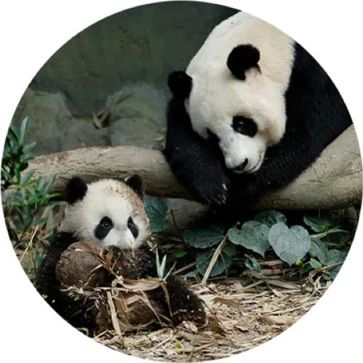 Набор стикеров Mandai - Say it with Le Le! ✨ для WhatsApp 25