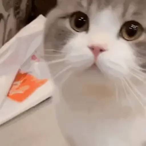 Набор стикеров 禁止瞪貓貓VOL 1 для WhatsApp 20