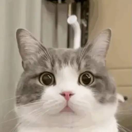 Набор стикеров 禁止瞪貓貓VOL 1 для WhatsApp 21