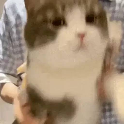 Набор стикеров 禁止瞪貓貓VOL 1 для WhatsApp 22