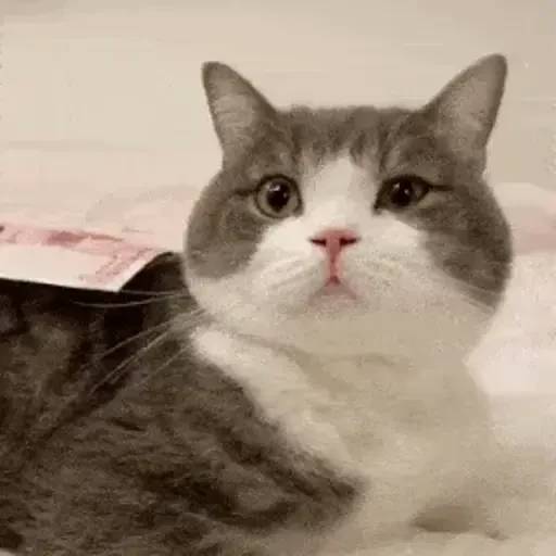 Набор стикеров 禁止瞪貓貓VOL 1 для WhatsApp 23