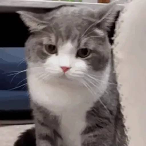 Набор стикеров 禁止瞪貓貓VOL 1 для WhatsApp 24