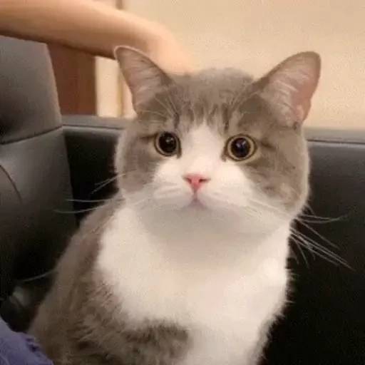 Набор стикеров 禁止瞪貓貓VOL 1 для WhatsApp 25