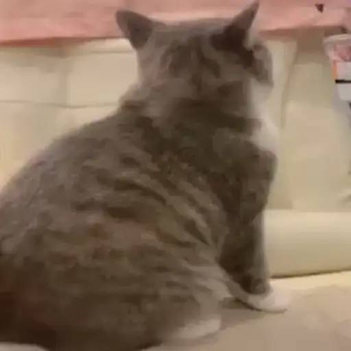 Набор стикеров 禁止瞪貓貓VOL 1 для WhatsApp 26