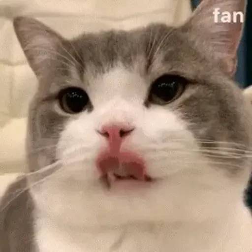 Набор стикеров 禁止瞪貓貓VOL 1 для WhatsApp 28