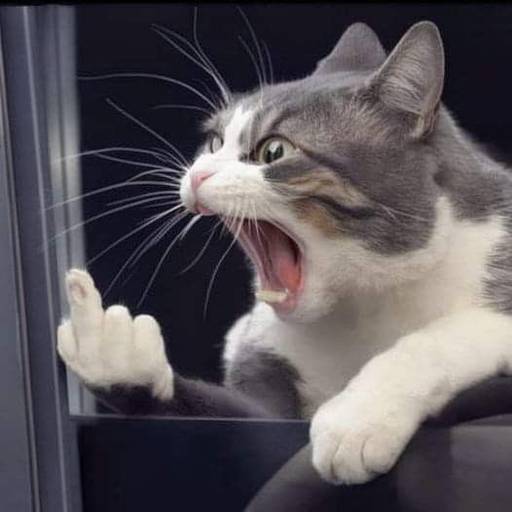 Набор стикеров Random Cat Meme V1.2 (Enhance) для WhatsApp 1