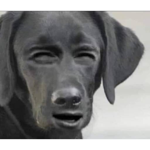 Набор стикеров TikTok Reactions для WhatsApp 2