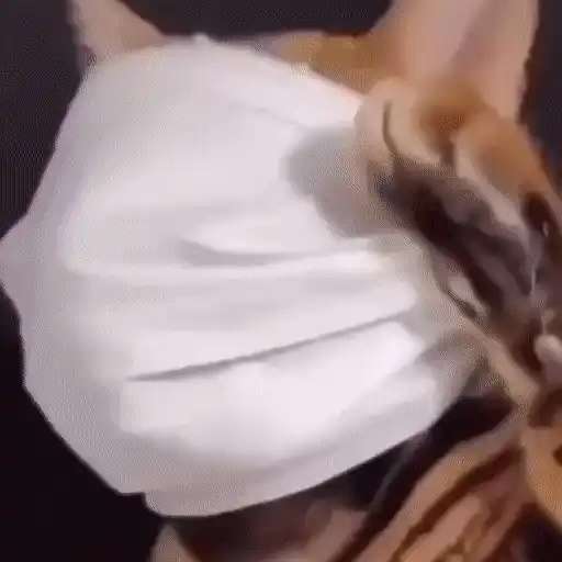 Набор стикеров Animals для WhatsApp 1